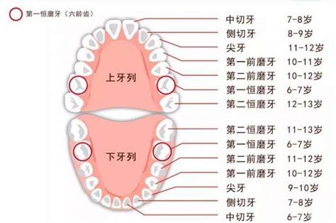 人有多少牙|成人一共有多少颗牙齿